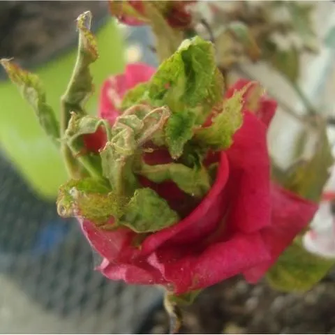 thumbnail for publication: Rose Rosette Disease: A New Disease of Roses in Florida